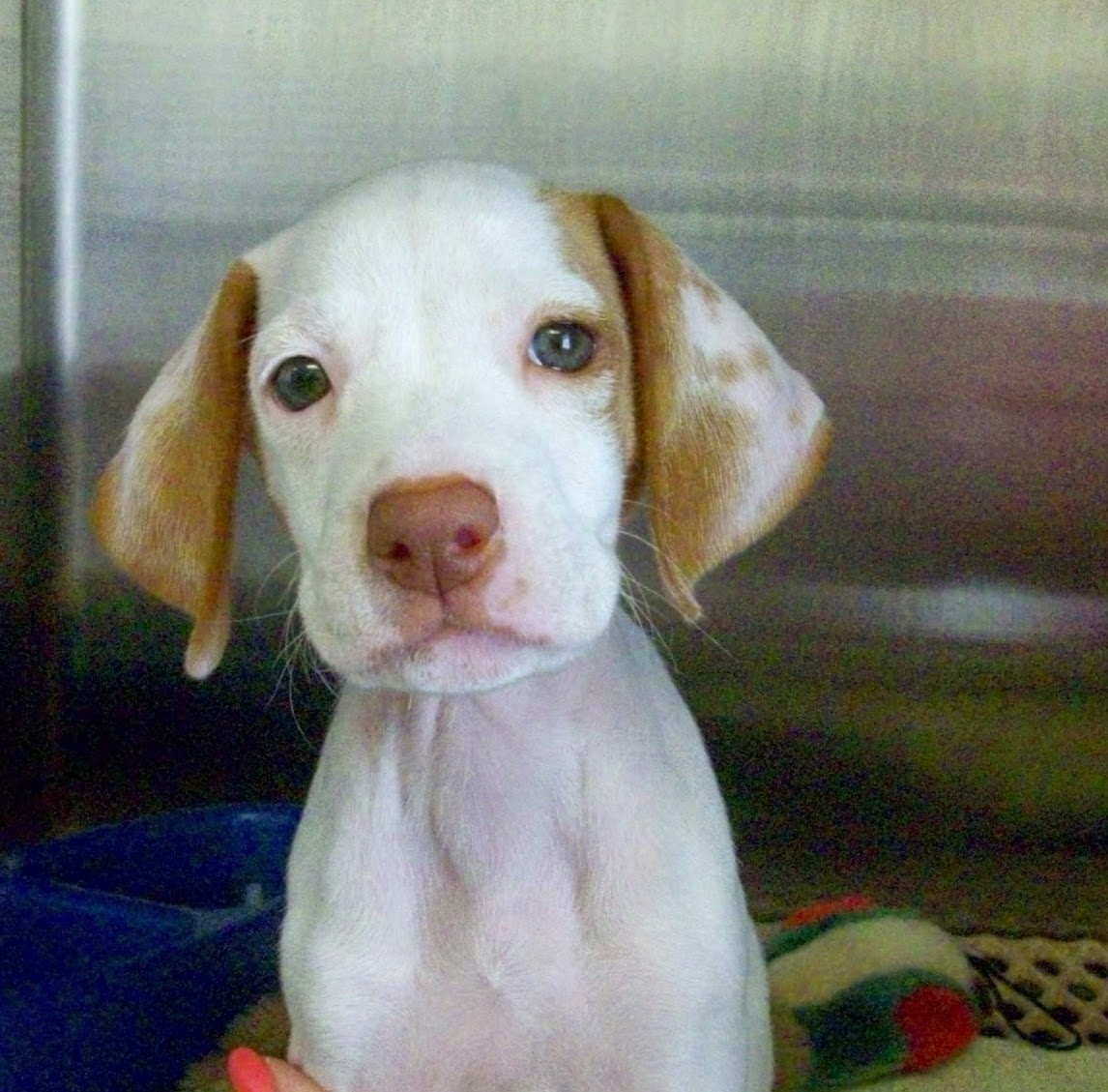 Harpeth Valley Animal Hospital - Nashville , United States