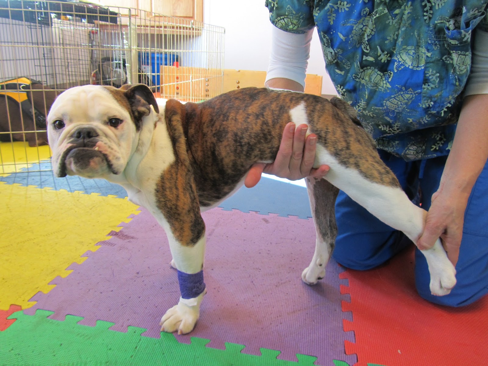 Veterinary Specialists Of Alaska - Anchorage , United States