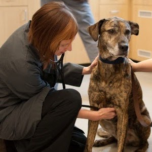 Pearl Animal Hospital - Portland , United States
