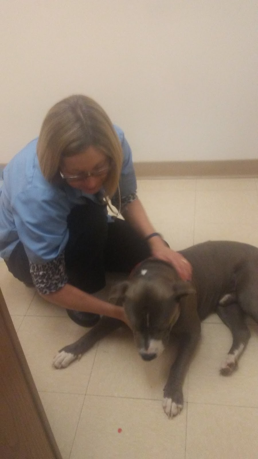 Fairview Animal Hospital - Maryville , United States