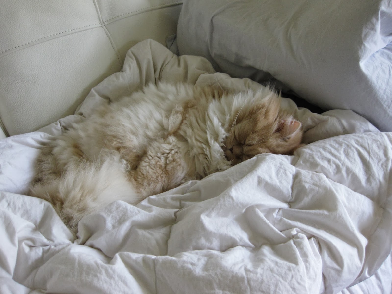 Island Cats Veterinary Hospital - Mercer Island , United States