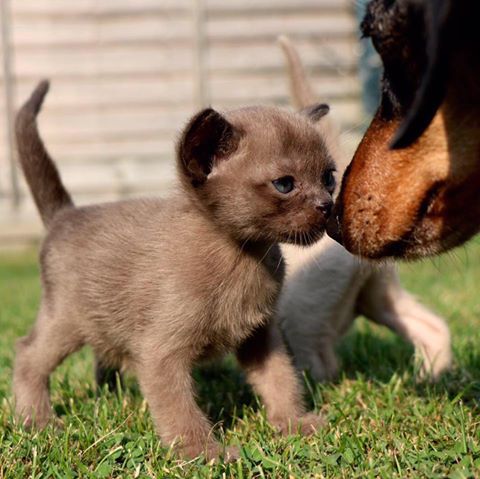 Letchworth Veterinary Centre - Letchworth Garden City , United Kingdom