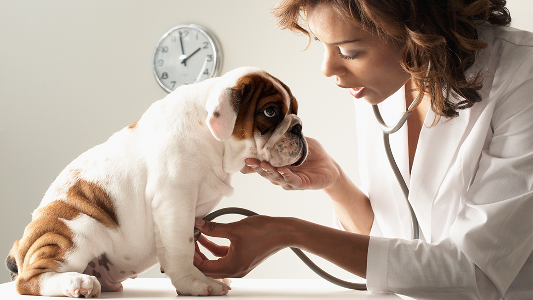 Harbor Animal Hospital - Winthrop Harbor , United States
