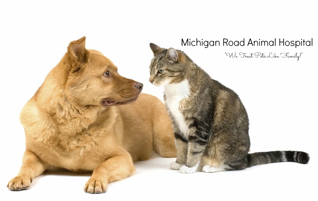 Michigan Road Animal Hospital At Crooked Creek - Indianapolis , United States