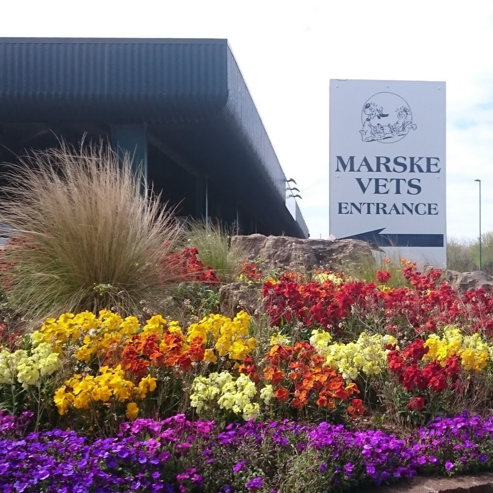 Marske Veterinary Practice Marske By The Sea - Redcar , United Kingdom