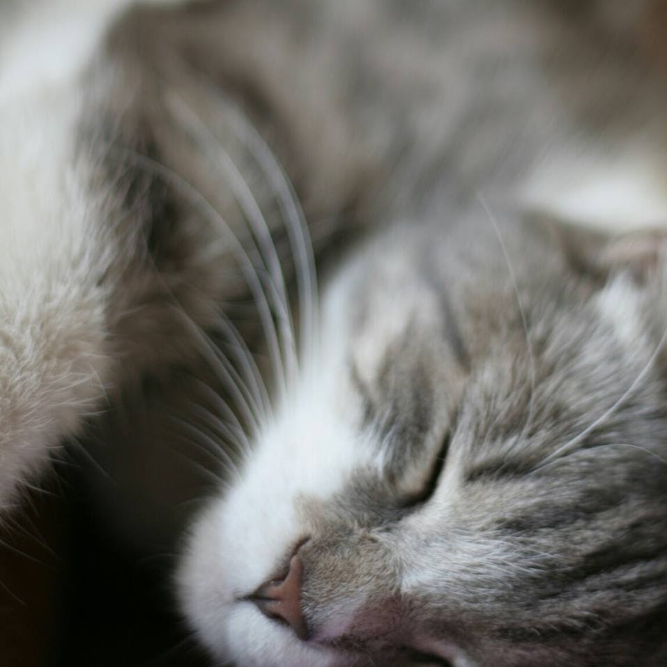 Waverley Veterinary Hospital - Pretoria , South Africa