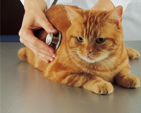 Broadway Robbinsdale Animal Hospital - Minneapolis , United States