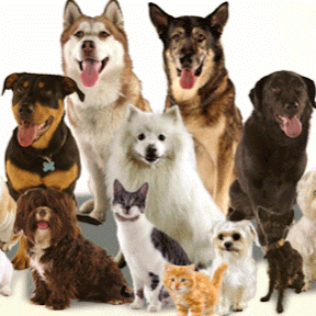 Lange Animal Clinic - Pekin , United States