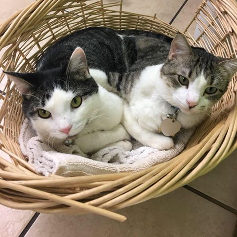 Elm Creek Animal Hospital - Tulsa , United States