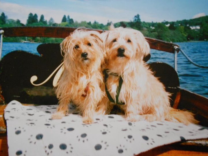 Vets For Pets Denton - Manchester , United Kingdom