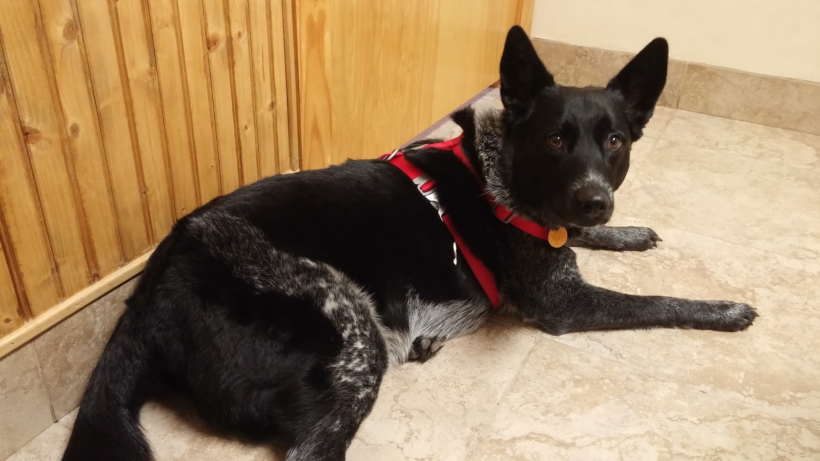 Schertz Animal Hospital - Schertz , United States