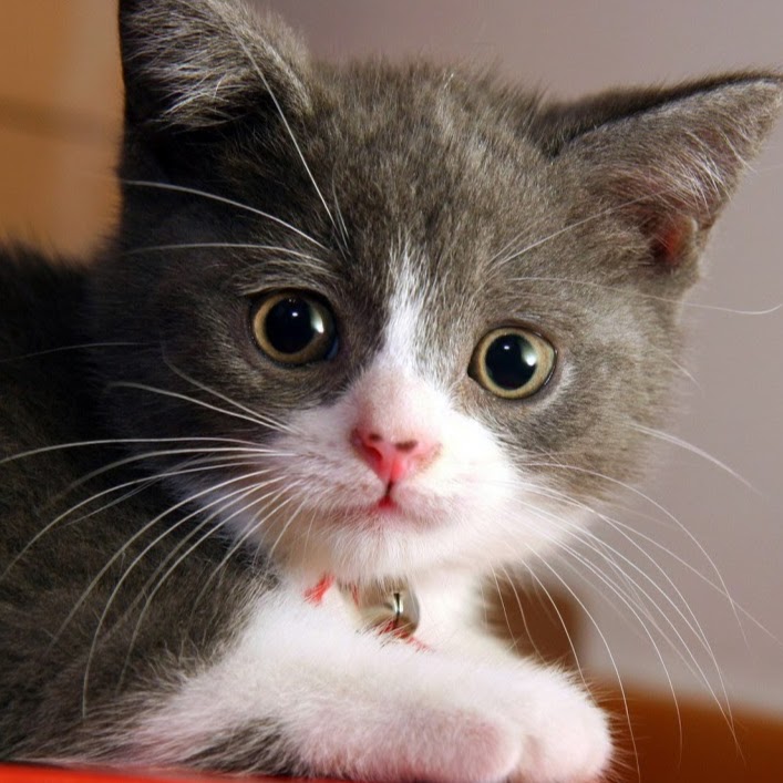 Meadowvale Animal Hospital - Pitt Meadows , Canada