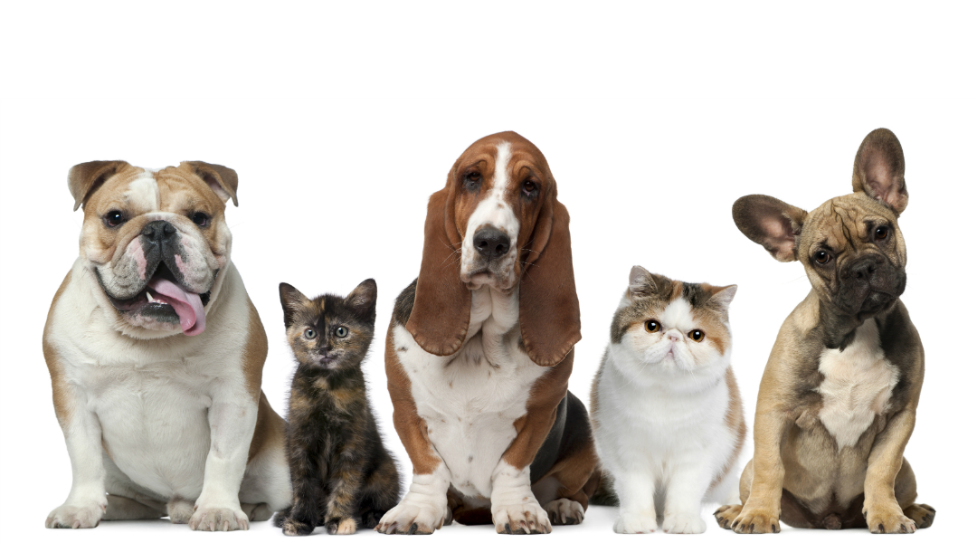 Four Legged Friends Animal Hospital - Phoenix , United States