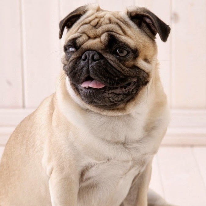 Shiloh Veterinary Hospital - Kennesaw , United States