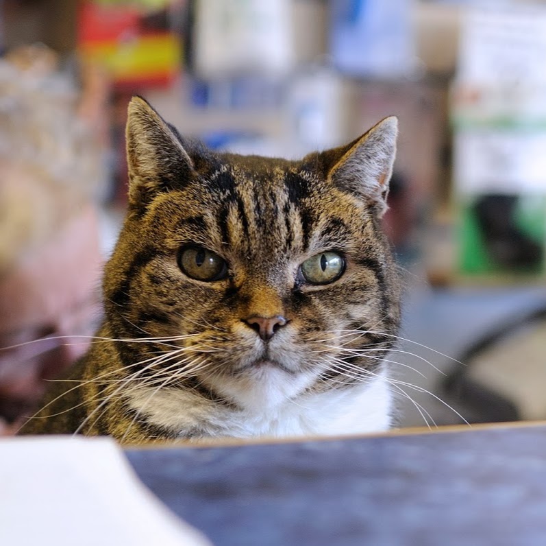Grove Lodge Vets - Brighton , United Kingdom