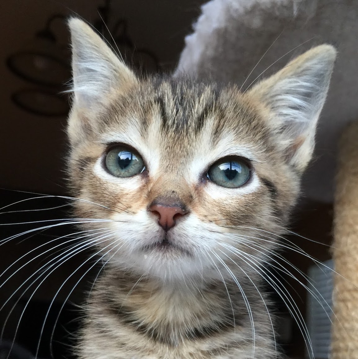 Animal Medical Clinic P C - Huntsville , United States