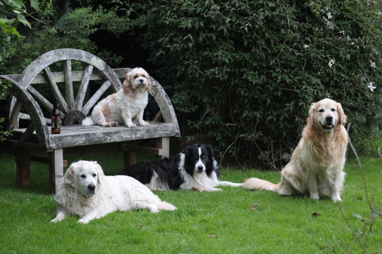 Coxheath Veterinary Clinic - Maidstone , United Kingdom