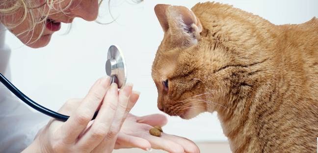Eglinton Veterinary Facilities - Toronto , Canada
