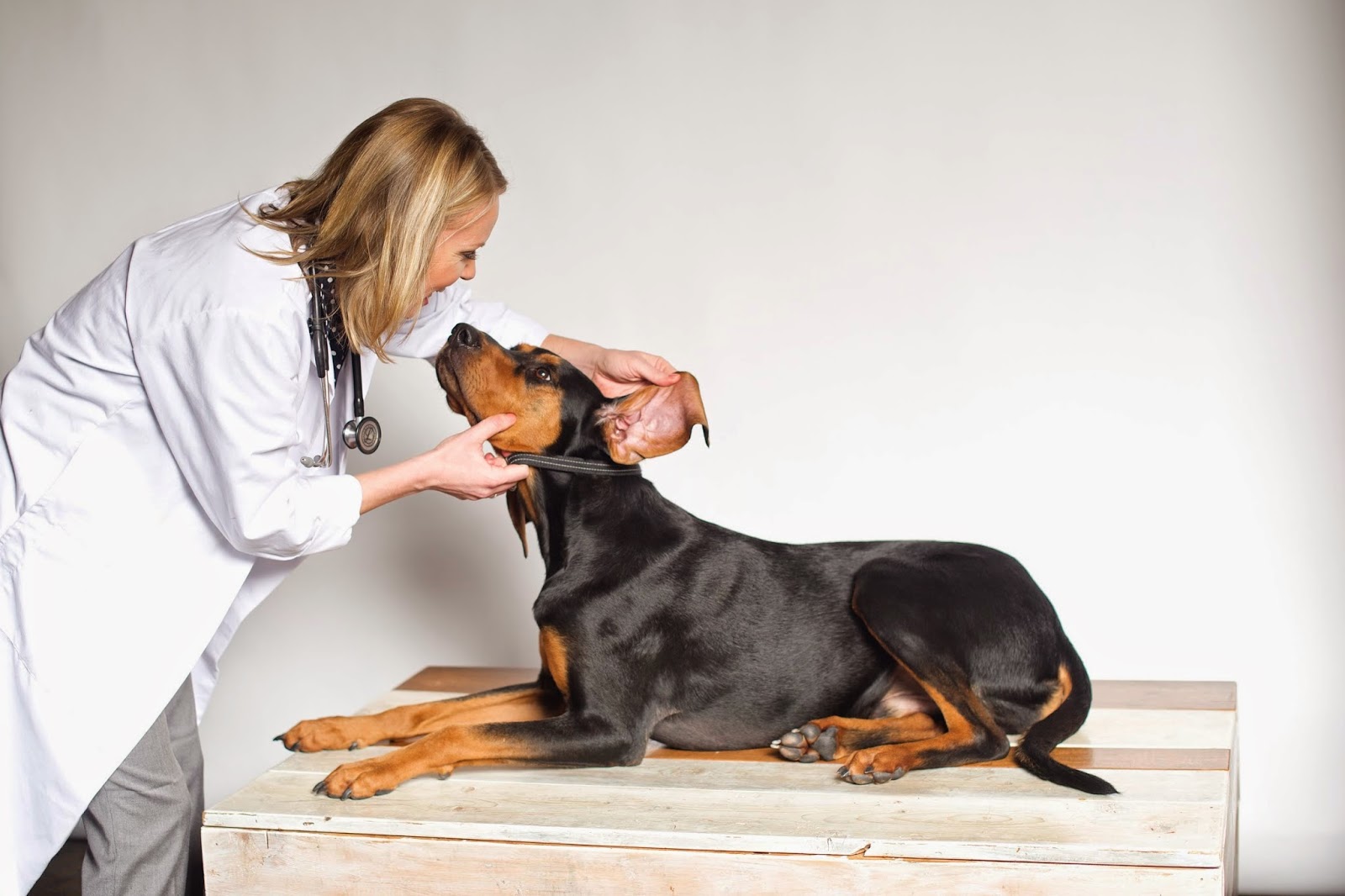 Animal Health Clinic of Whistler - Whistler , Canada