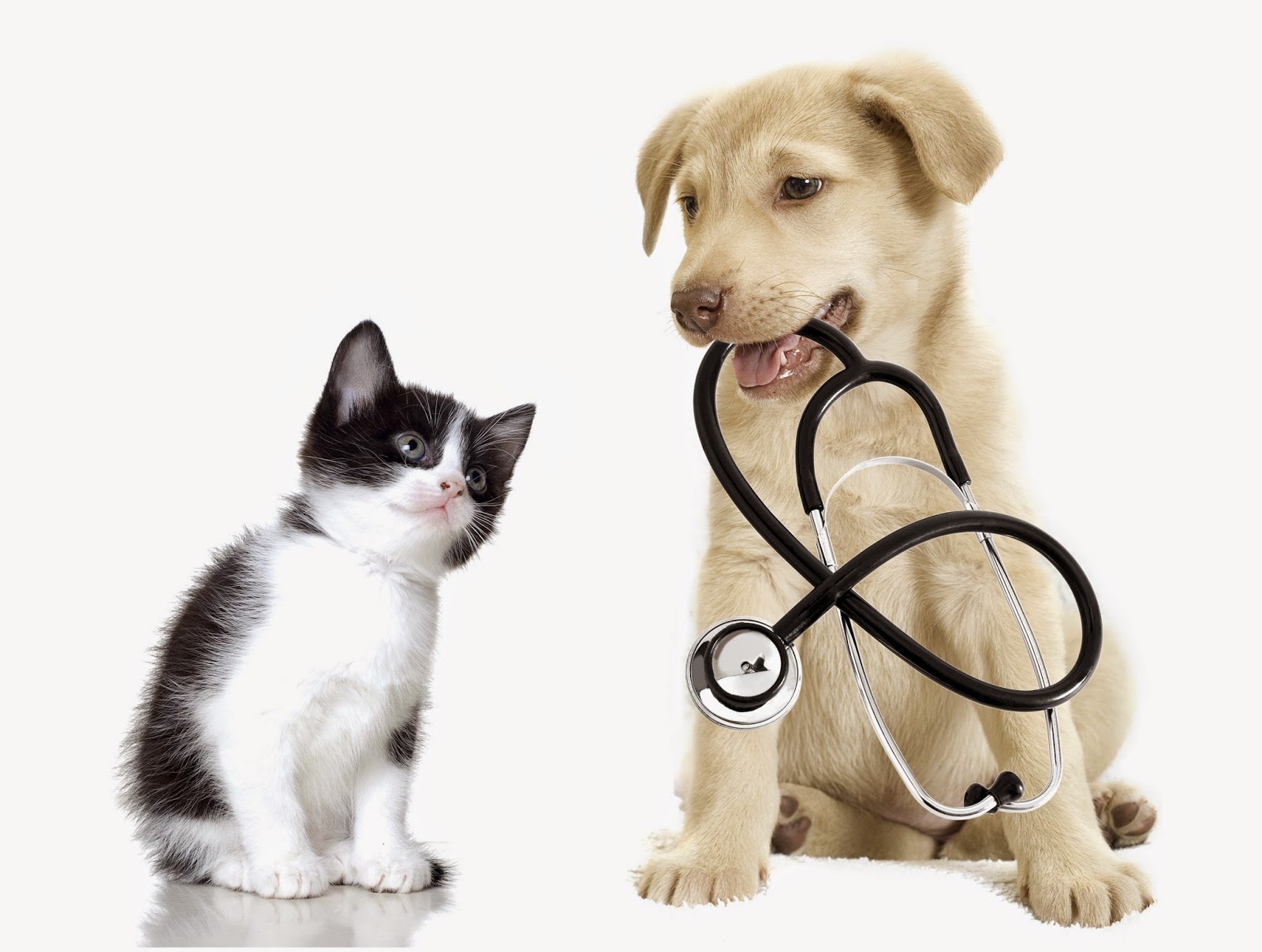 Belmont Avenue Veterinary Hospital - Belmont , Australia