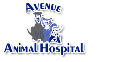 Avenue Animal Hospital - Saint John , Canada