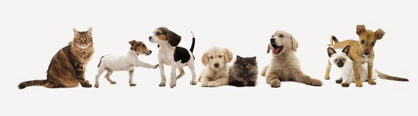 Lakehill Pet Clinic - Victoria , Canada