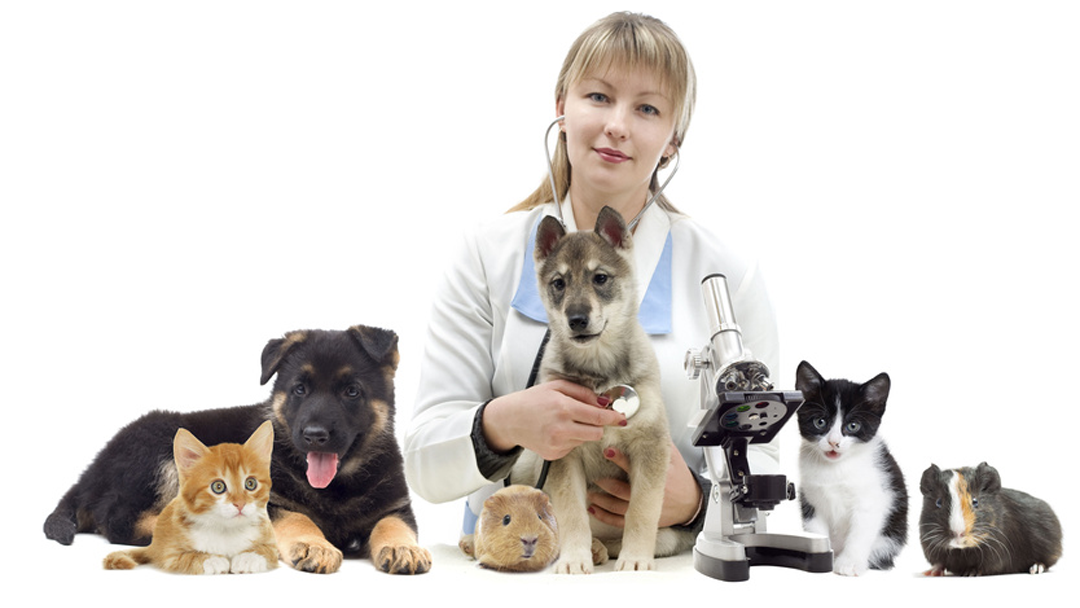Loveland Animal Hospital - Loveland , United States