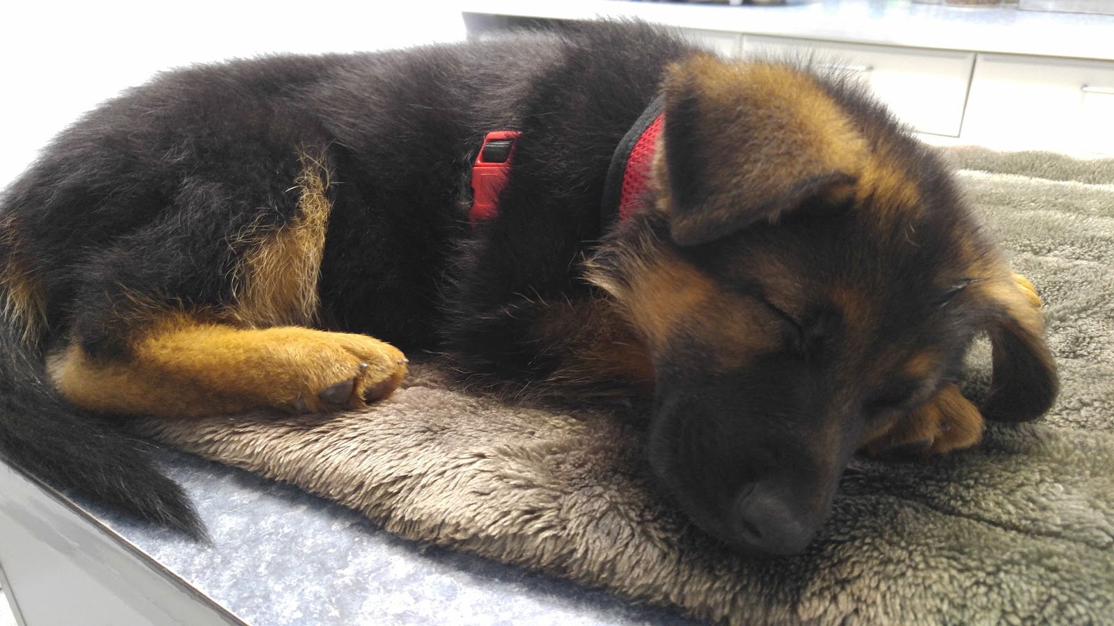Harmony Animal Hospital - San Diego , United States