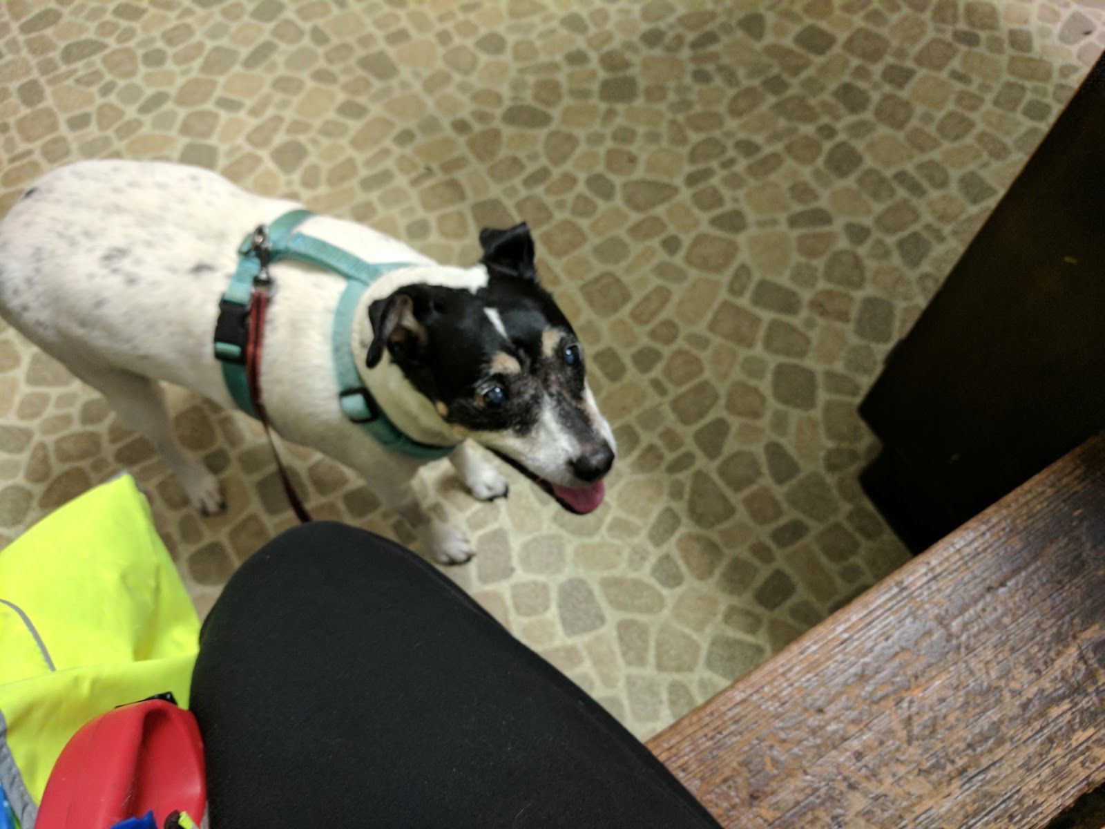 Sherwood Animal Clinic - Beaumont , United States