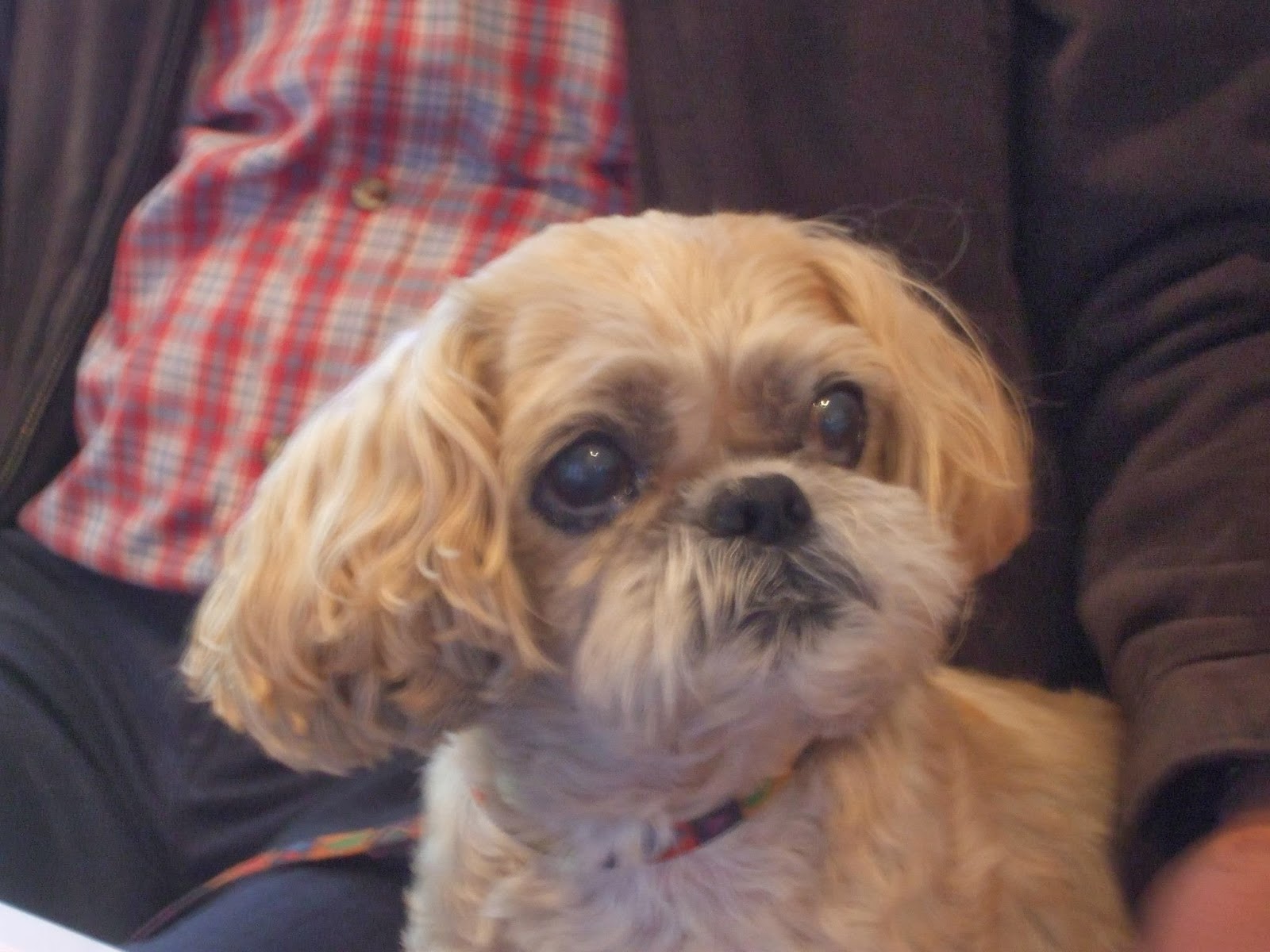 Ashley Veterinary Pet Hospital - Walton-on-Thames , United Kingdom
