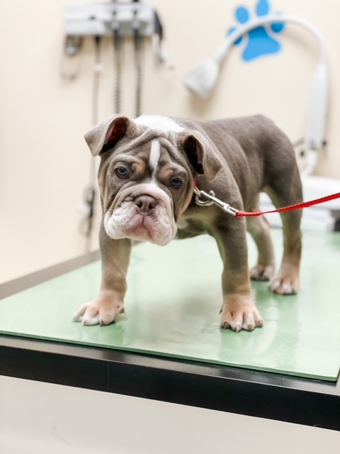 Carrington Animal Hospital - West Kelowna , Canada