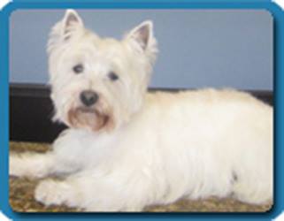 Vca 4 Paws Animal Hospital - San Diego , United States