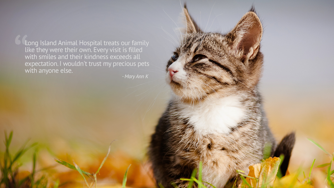 Long Island Animal Hospital - Westbury , United States