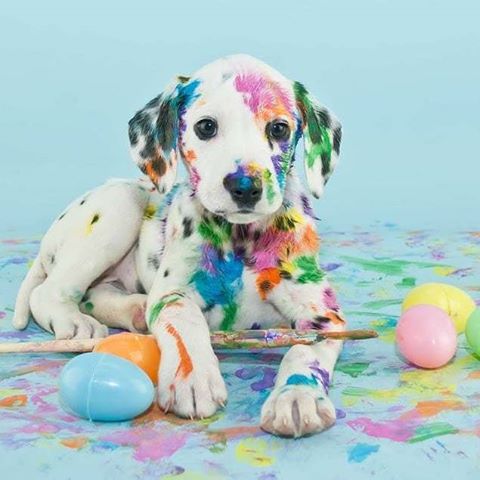 Eaton Animal Den - Eaton , United States