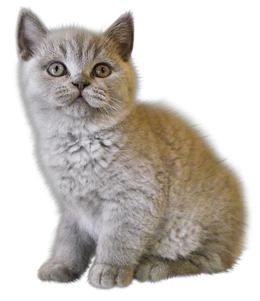 Springbank Pet Hospital - Calgary , Canada