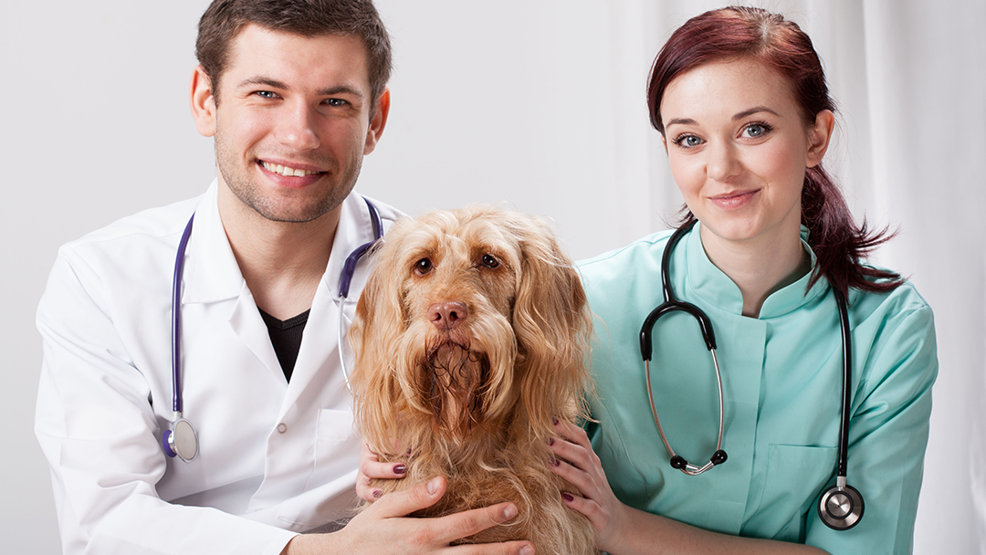 Shelby Animal Clinic - Alabaster , United States