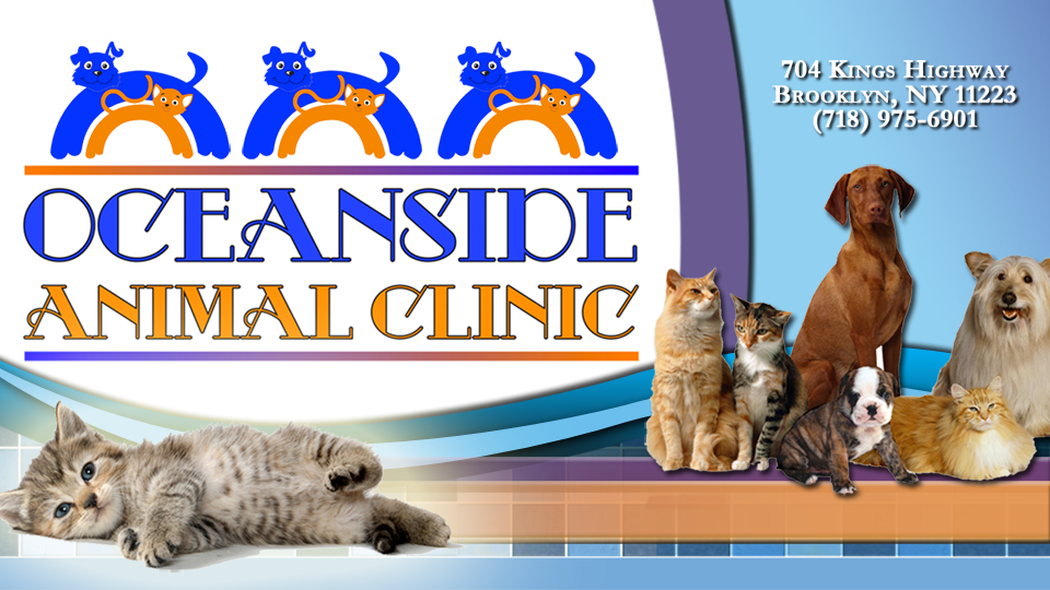Oceanside Animal Clinic - Brooklyn , United States