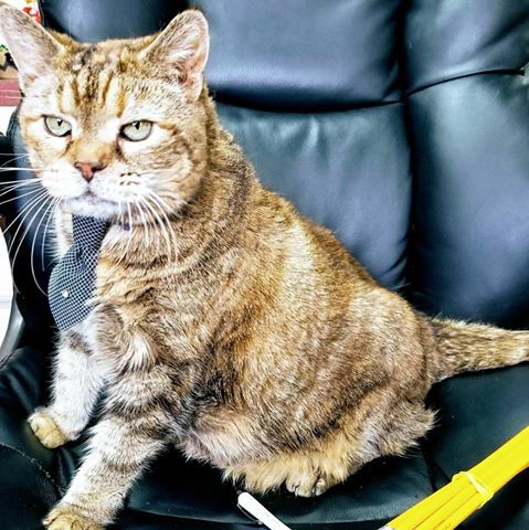 Pachaug Animal Hospital - Voluntown , United States