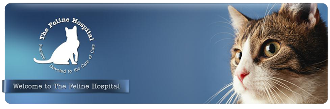 Feline Hospital - Salem , United States