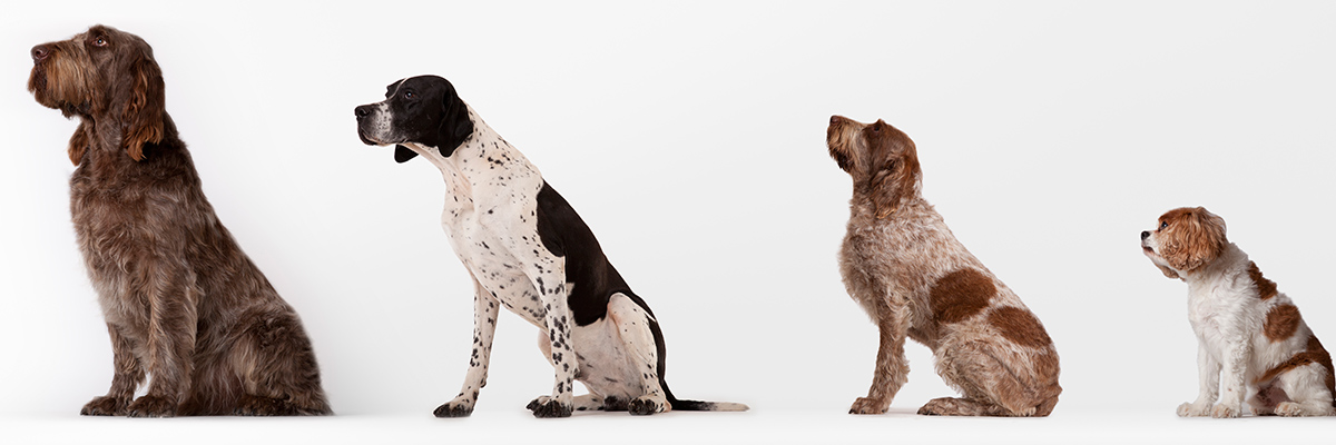 Allied Veterinary Emergency Hospital - Tallahassee , United States