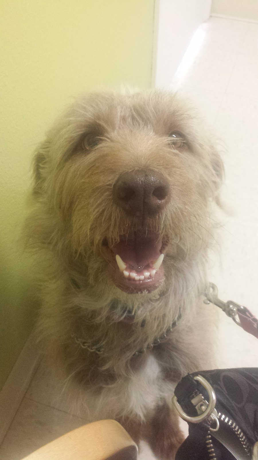Berthoud Animal Hospital - Berthoud , United States