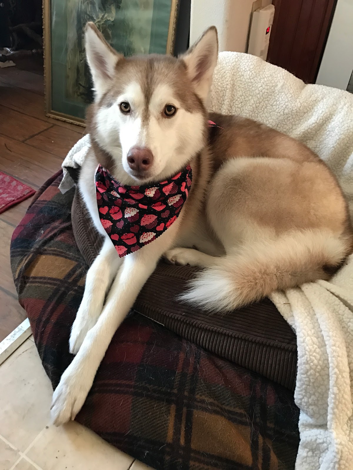 Best Care Pet Hospital - Sioux Falls , United States