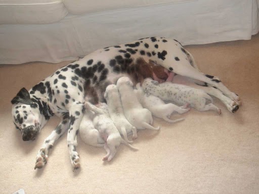 Chapelfield Veterinary Partnership - Norwich , United Kingdom