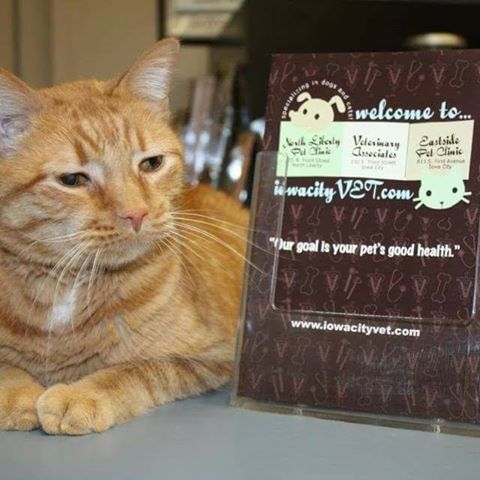 North Liberty Pet Clinic - North Liberty , United States