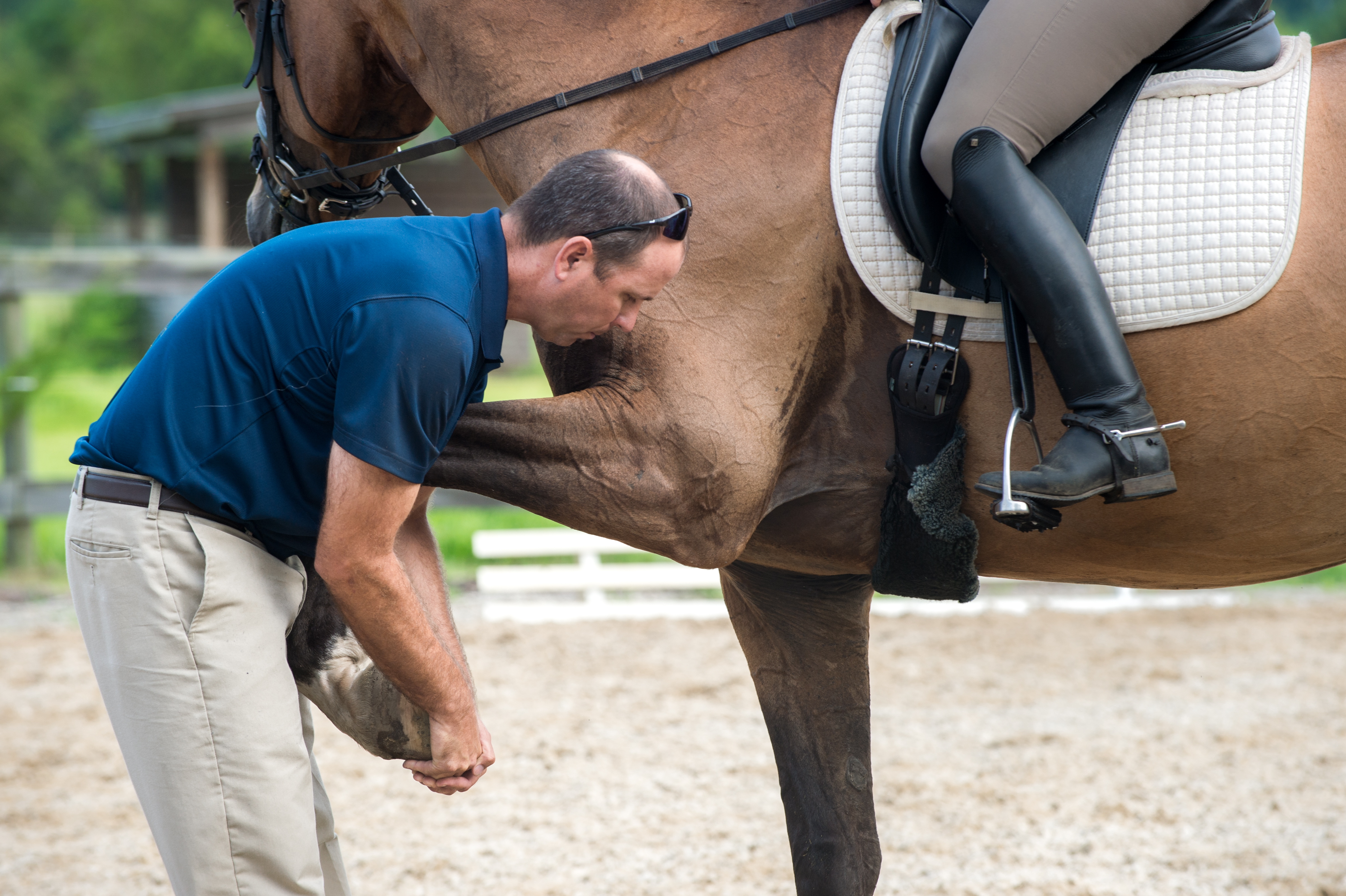 Island Equine Clinic - Johns Island , United States