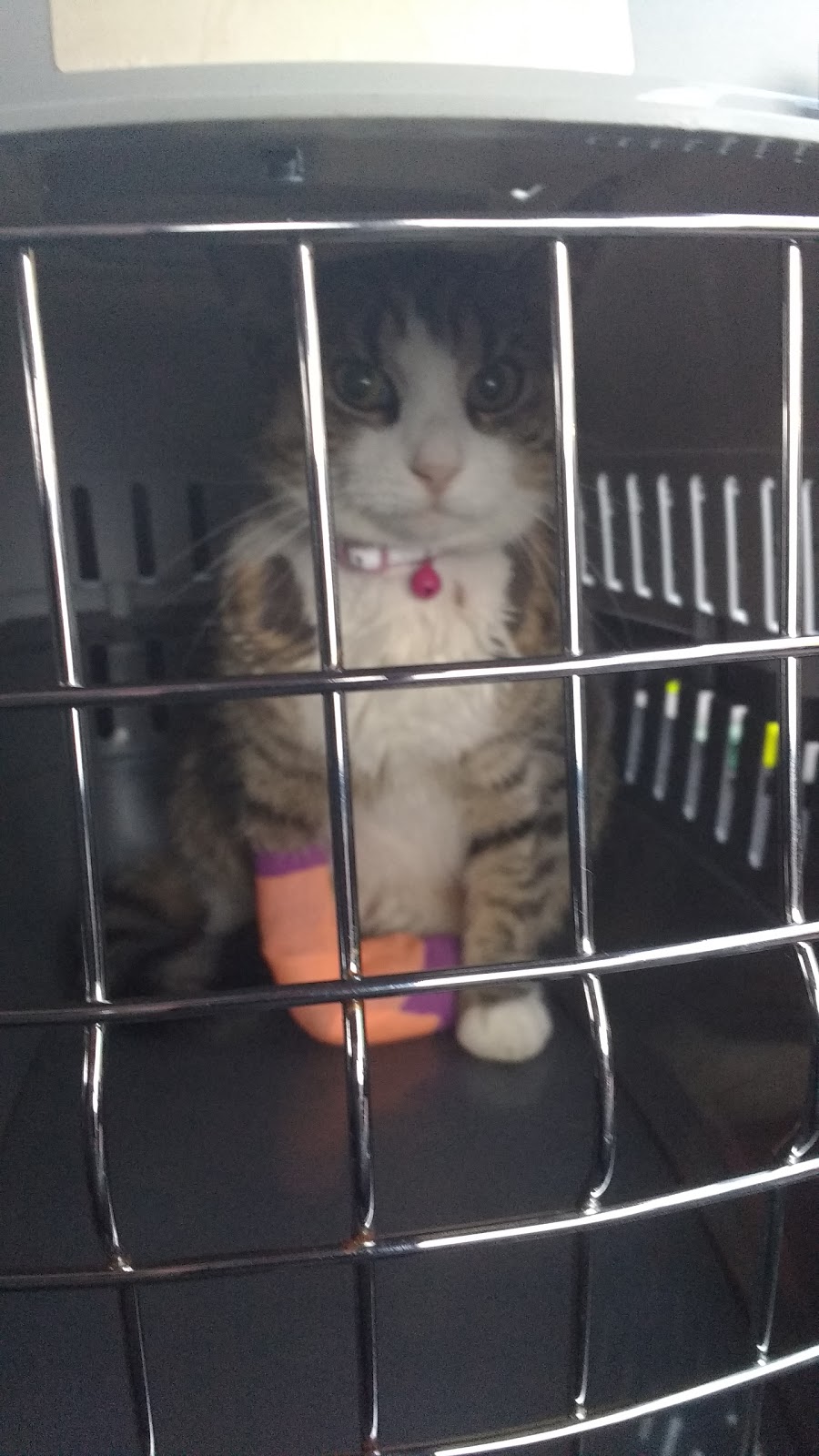 Companion Care Peterborough - Peterborough , United Kingdom