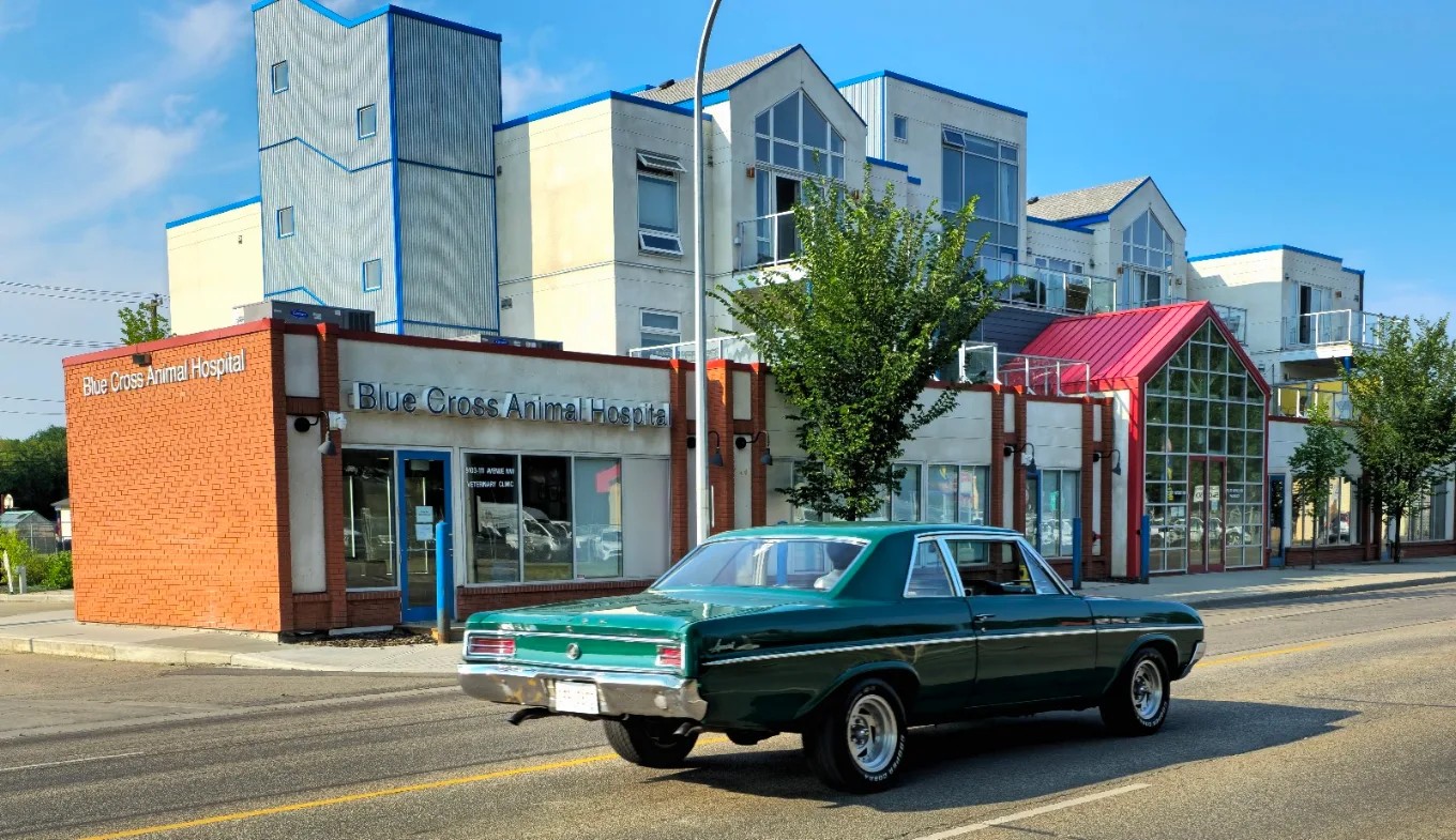 Blue Cross Animal Hospital - Edmonton , Canada