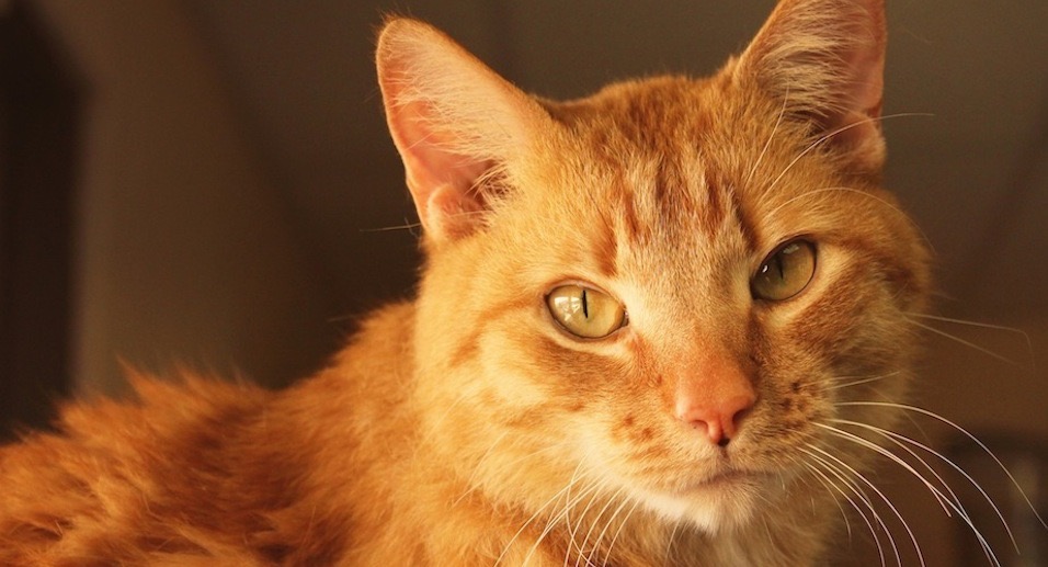 The Cat Doctor And Friends - Santa Clarita , United States