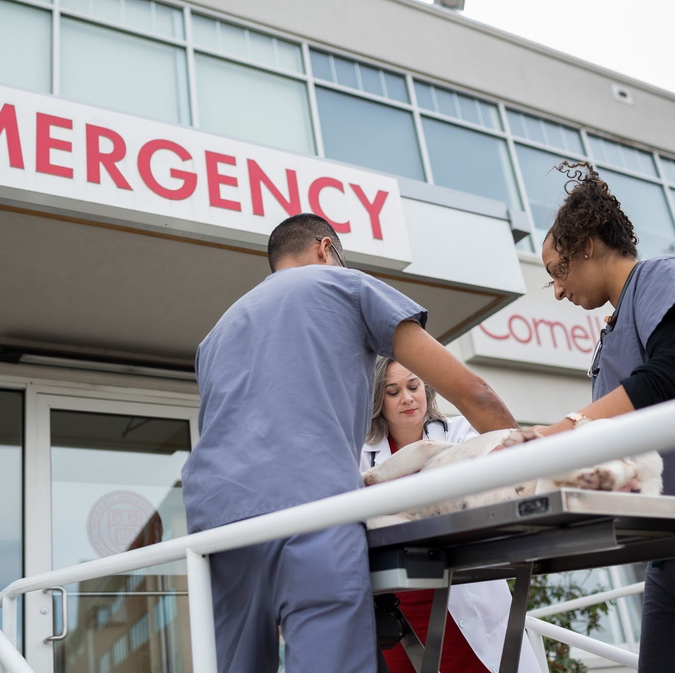 Cornell University Veterinary Specialists - Stamford , United States
