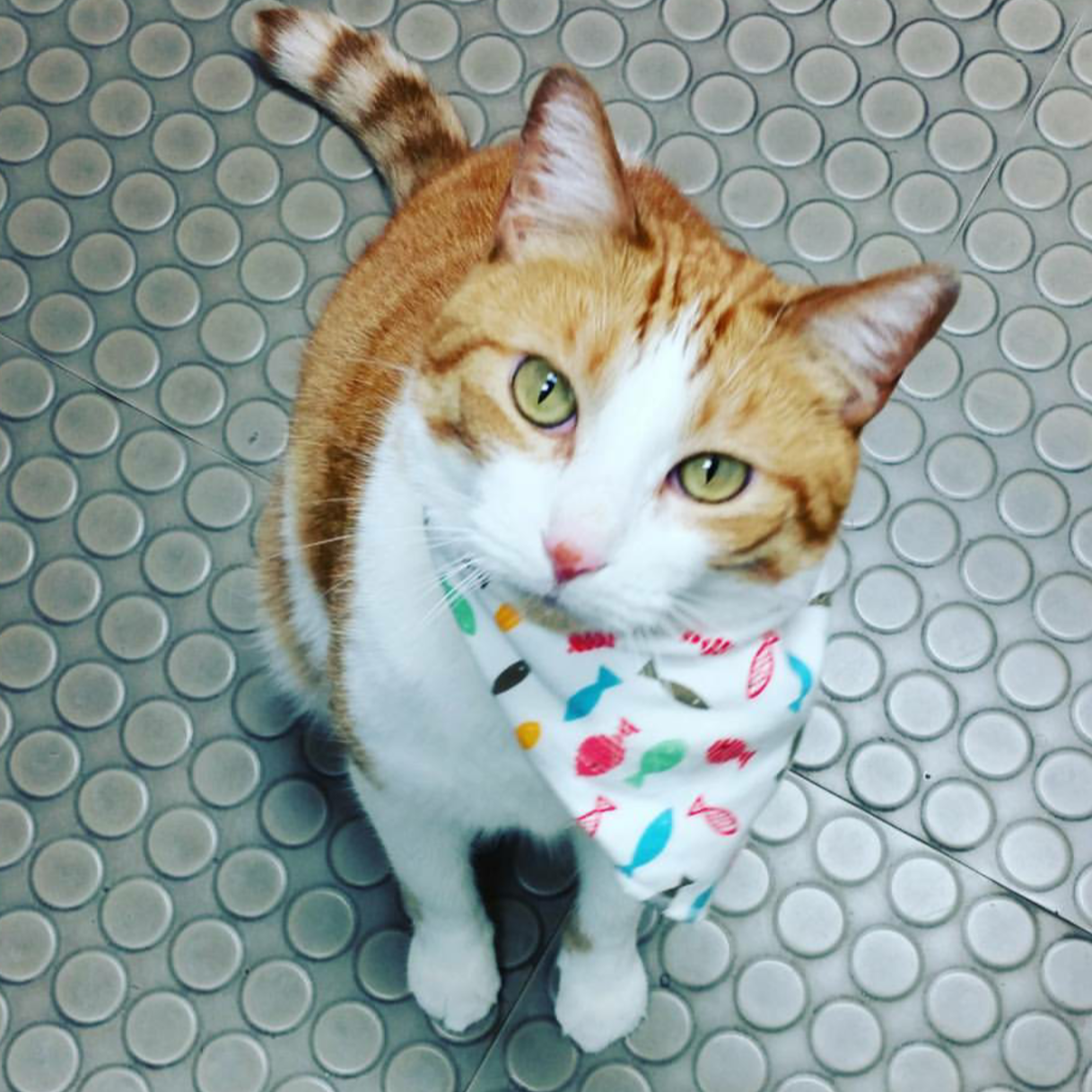 Animal Care Clinic West And Metro Cat Hospital - West Des Moines , United States